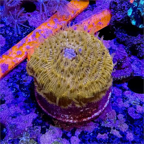 Fungia Plate