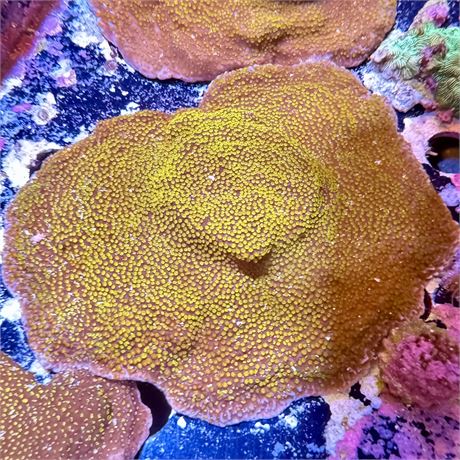 Assorted Encrusting Montipora