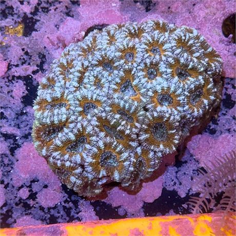 Acan Lord Colony