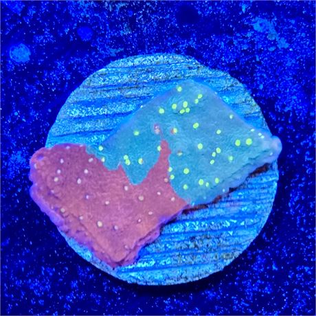 Sunburst Grafted Montipora