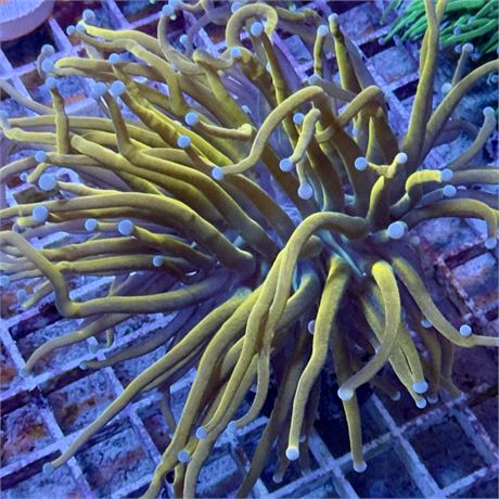 Malaysian Gold Torch Coral