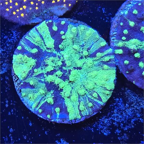 Grafted Cyphastrea