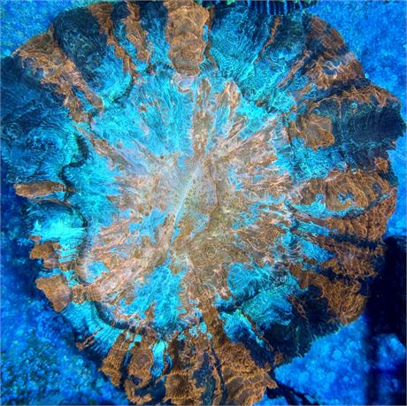 XL Meat Coral