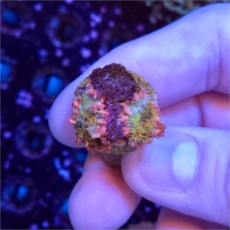 LEC Mystic Gumdrop Rhodactis