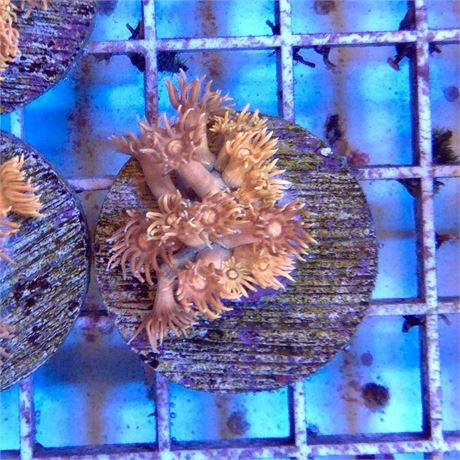Ultra Orange Goniopora