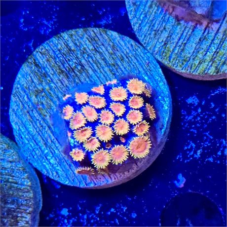 WWC Bizzaro Cyphastrea