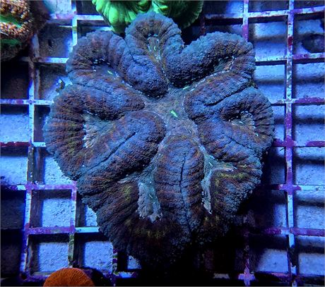 Symphyllia Coral