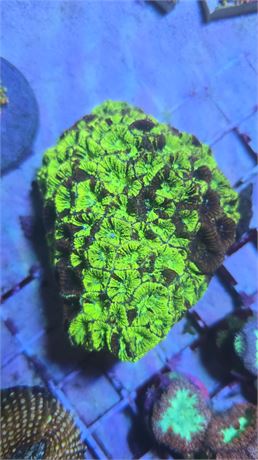 Tricolor Favia Colony