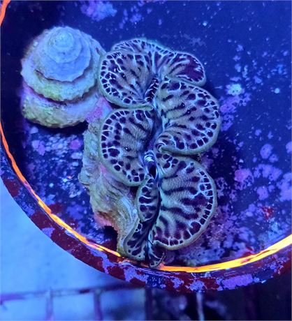 Gold Maxima Clam