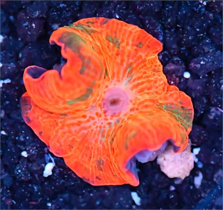 Candy Crush Eclectus Mushroom