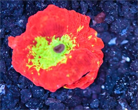 Jawbreaker Eclectus Mushroom