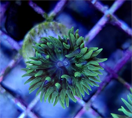 Duncan Coral Frag