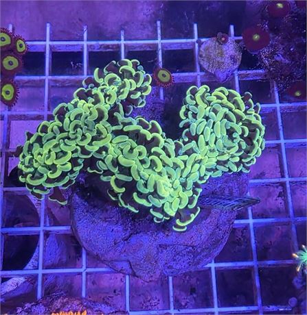 Indo Toxic Wall Hammer