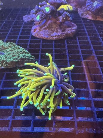 Indo Hellfire Torch