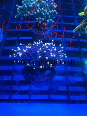Pink Tip Torch