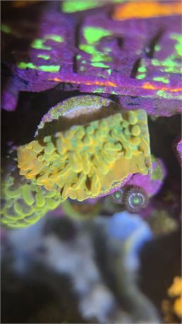 JF Vino Montipora