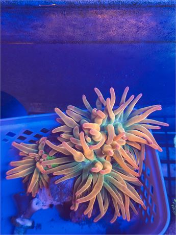 Rose Bubble Tip XL Anemone