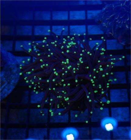 Aussie Toxic Tip Grail Torch 4 Heads