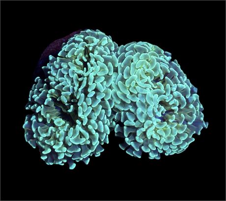 WYSIWYG XL Honeycomb Hammer Colony 5"