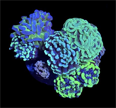 WYSIWYG Mixed Hammer Colony 4"