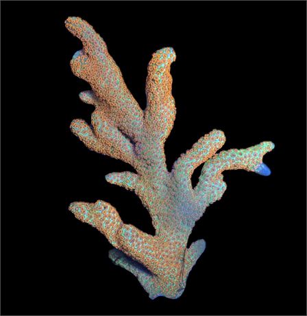WYSIWYG XL Forest Fire Digitata Colony