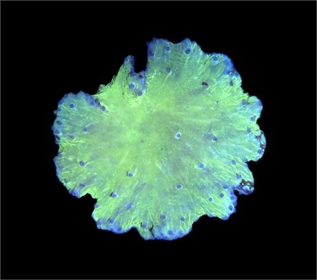WYSIWYG Neon Green Cabbage Leather 3"