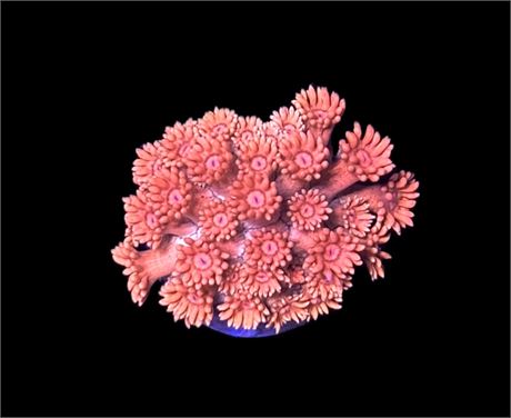 WYSIWYG Tangerine Goniopora 1"