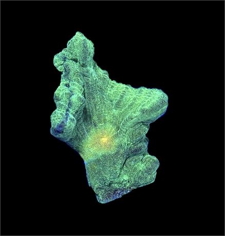 WYSIWYG Space Invader Pectinia 2"