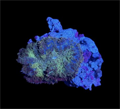 WYSIWYG Rainbow Rhodactis Mushroom 2"