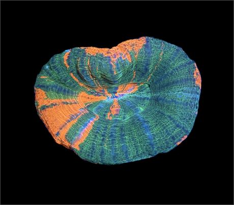 WYSIWYG Unique Bleeding Apple Scolymia 3"