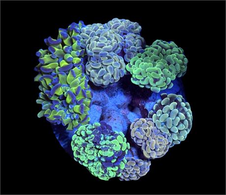 WYSIWYG Mixed Hammer Colony 4"