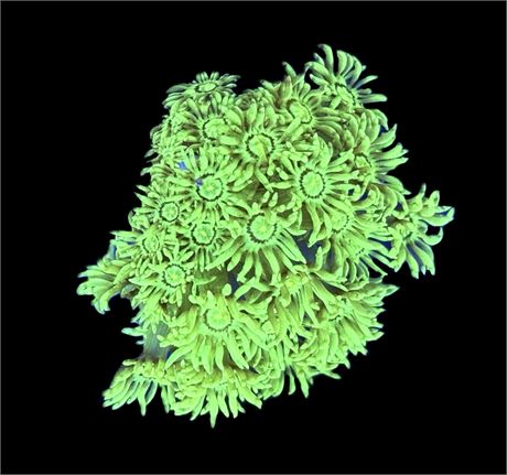 WYSIWYG Toxic Neon Goniopora 3"