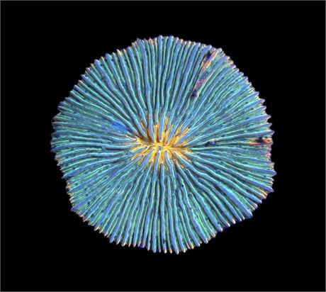 WYSIWYG XXL Aquaman Fungia Plate 3.5"