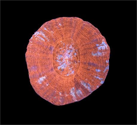 WYSIWYG Peppermint Scolymia 2.5"
