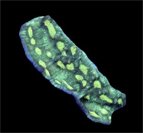 WYSIWYG Green Eye Chalice Colony 3.5"