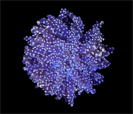 WYSIWYG Purple and Gold Octospawn 2.5"
