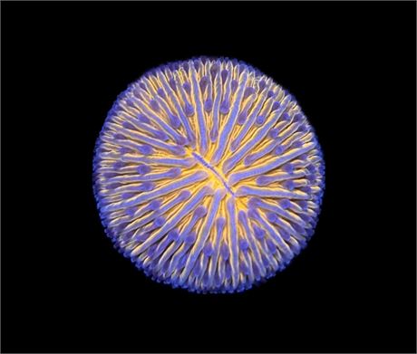 WYSIWYG Orange Helmet Fungia Plate 1"