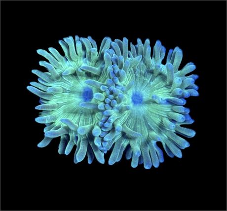 WYSIWYG Duncan Coral Frag 2"