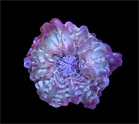 WYSIWYG Rainbow Cynarina 3.5"