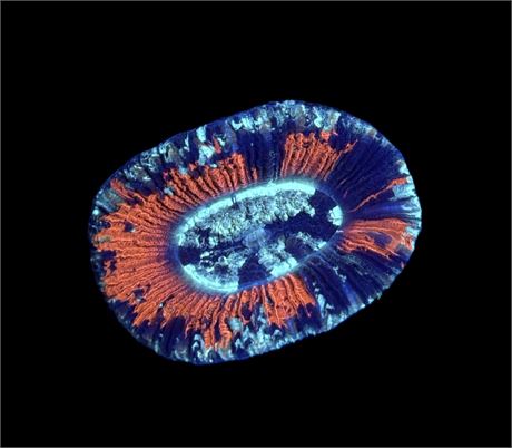 WYSIWYG Ultra Rainbow Trachyphyllia 1.5"