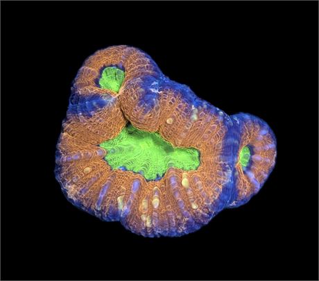 WYSIWYG Rainbow Lobophyllia 3"