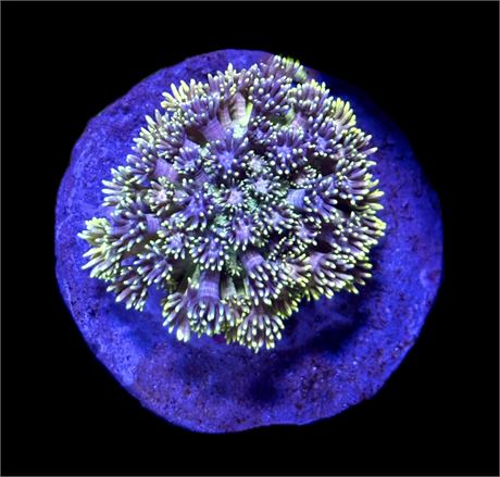 WYSIWYG Rainbow Goniopora Colony 3"