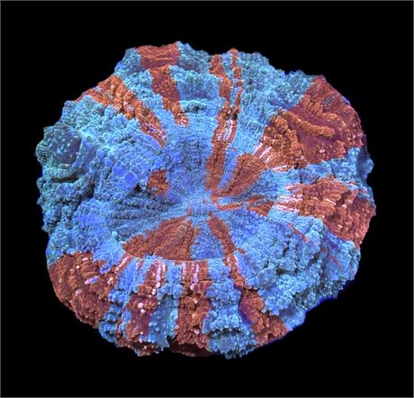 WYSIWYG Ultra Rainbow Acanthophyllia 4.5"
