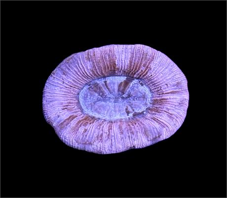 WYSIWYG True Pink Trachyphyllia 2.5"