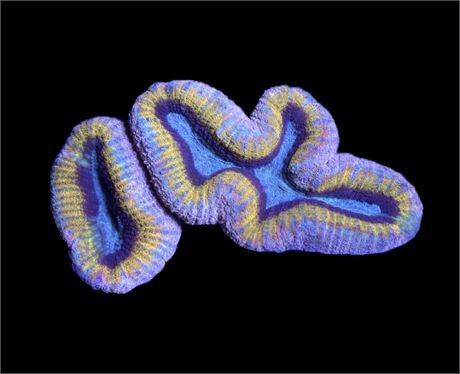 WYSIWYG Incredible Rainbow Lobophyllia 4"