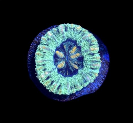 WYSIWYG Teal Rainbow Button Scolymia 1"