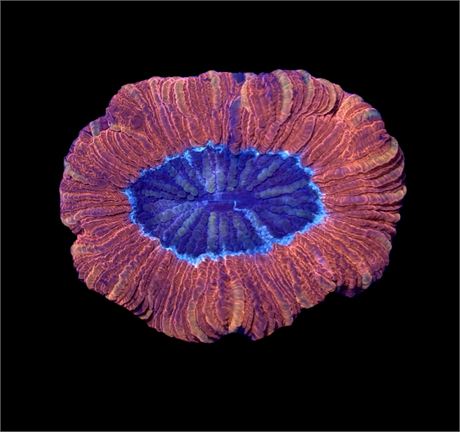 WYSIWYG Ultra Rainbow Trachyphyllia 2.5"