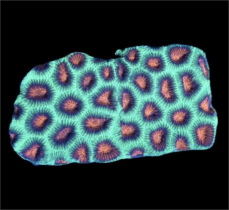 WYSIWYG Watermelon Favia Colony 4"