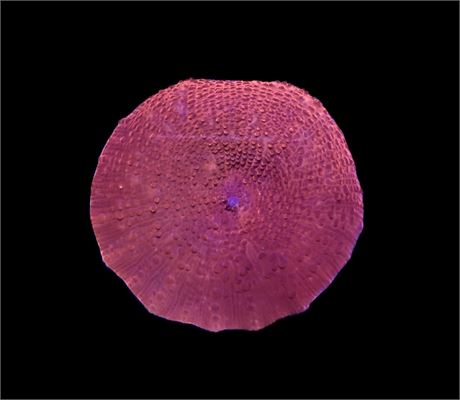 WYSIWYG Red Discosuma Mushroom 1.5"