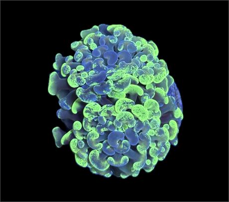 WYSIWYG Toxic Splatter Hammer 2.5"